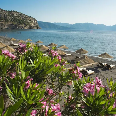 Zeytin, Florya * Marmaris